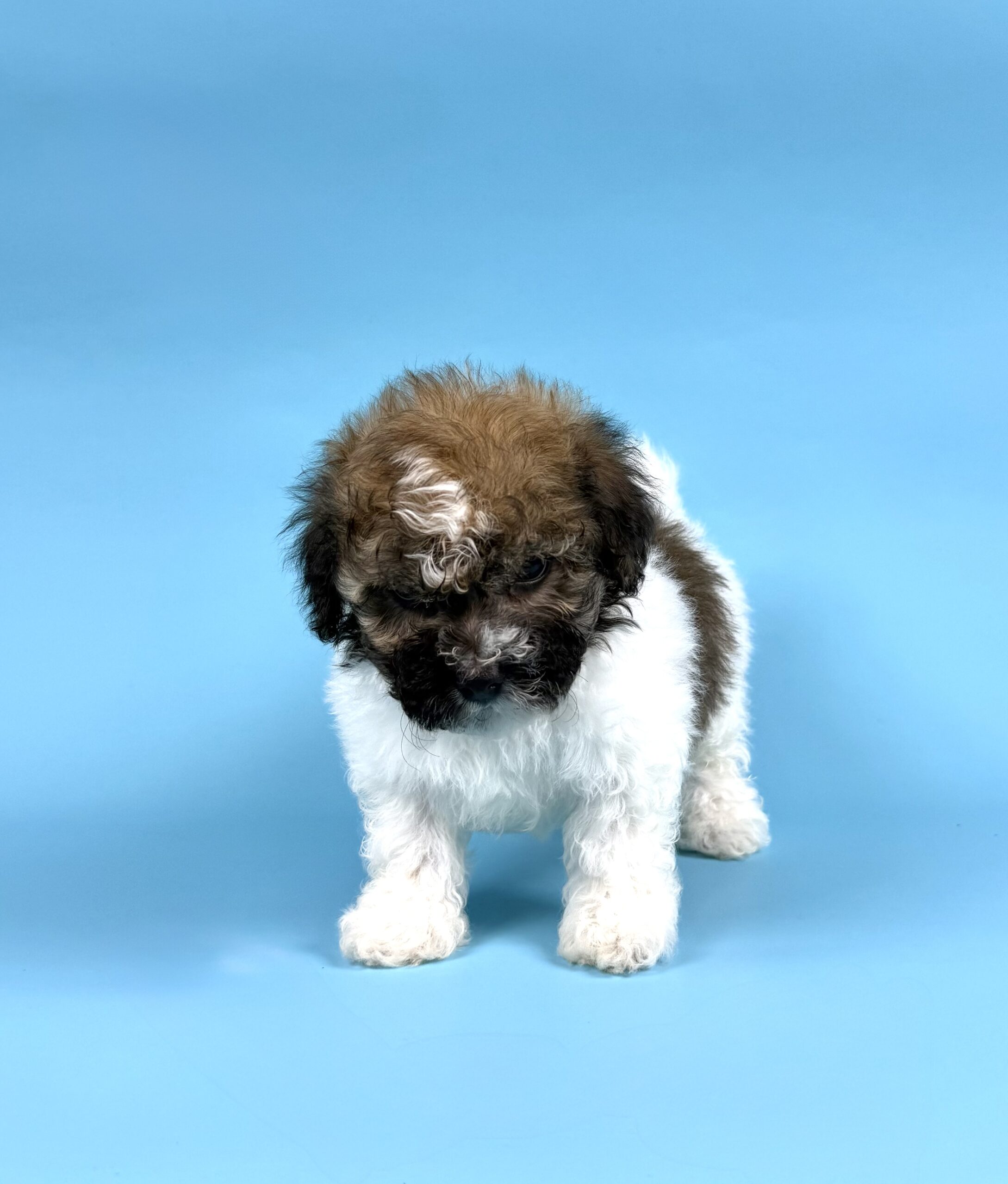 Oasis Puppies | Drake Drake - Image 4