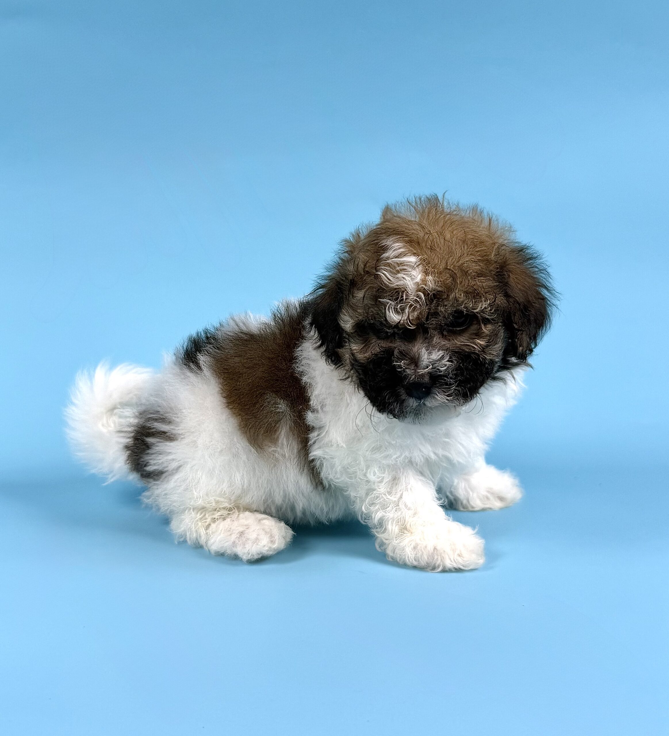 Oasis Puppies | Drake Drake - Image 2