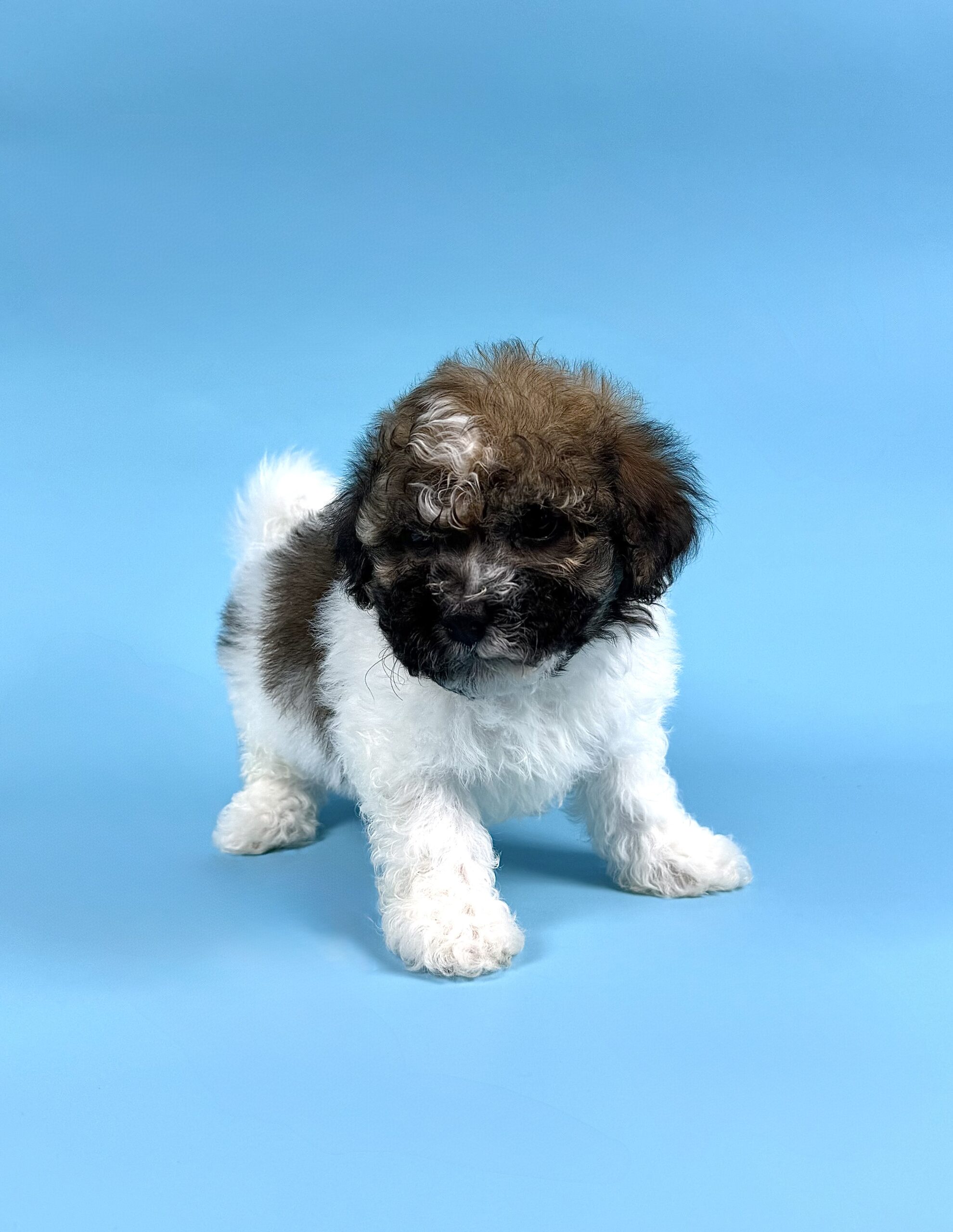 Oasis Puppies | Drake Drake - Image 3