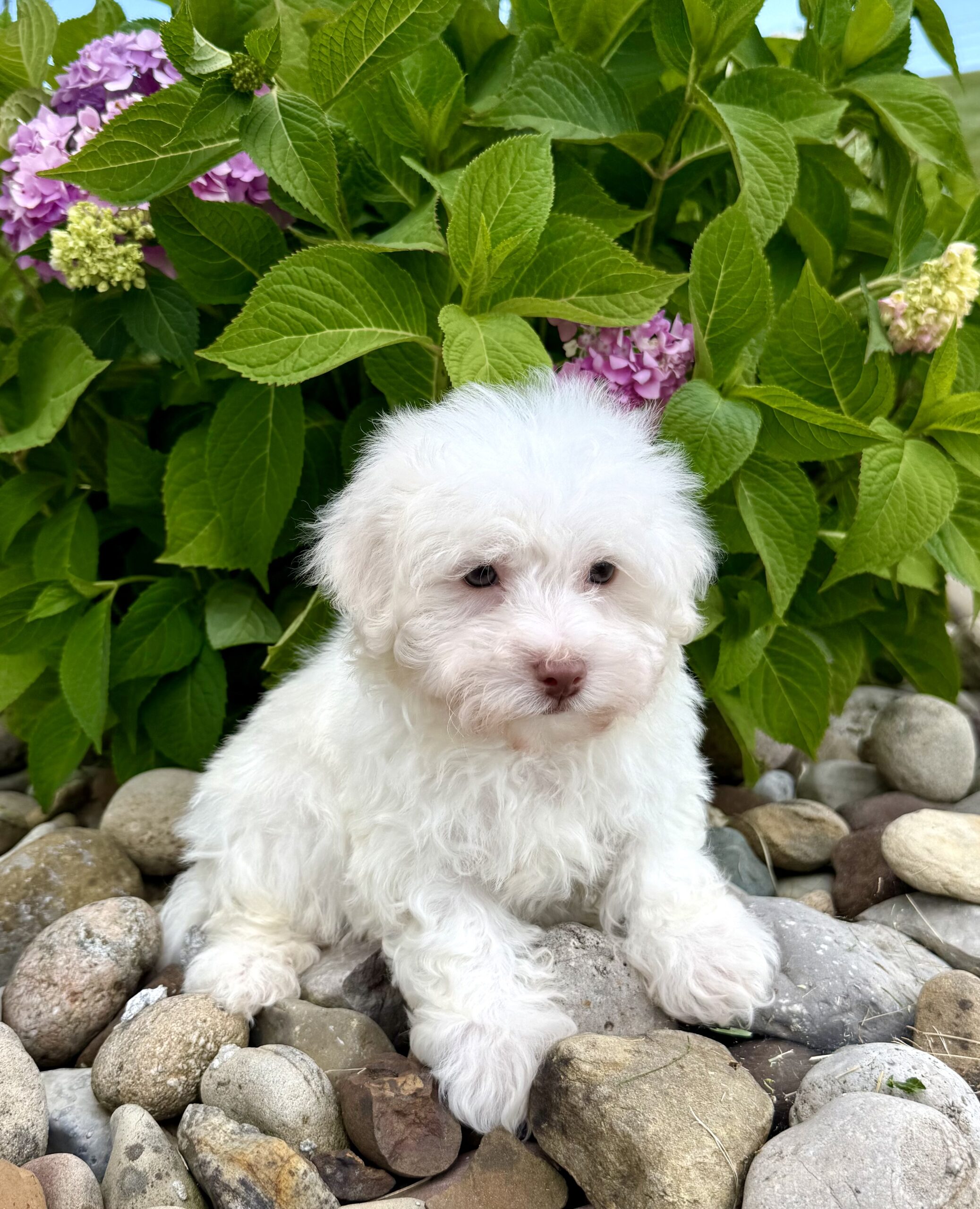 Oasis Puppies | FETA FETA - Image 2