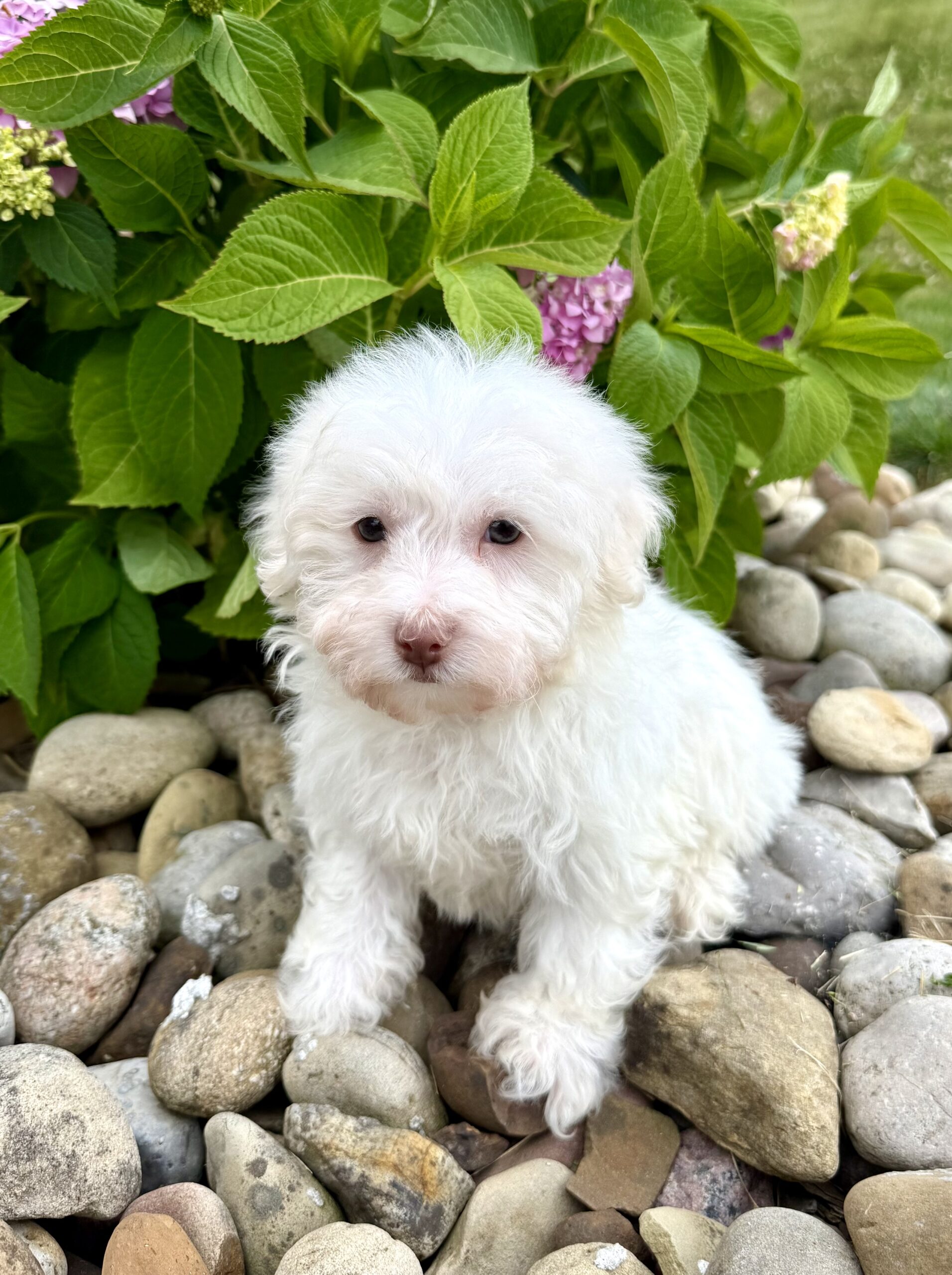 Oasis Puppies | FETA FETA - Image 3