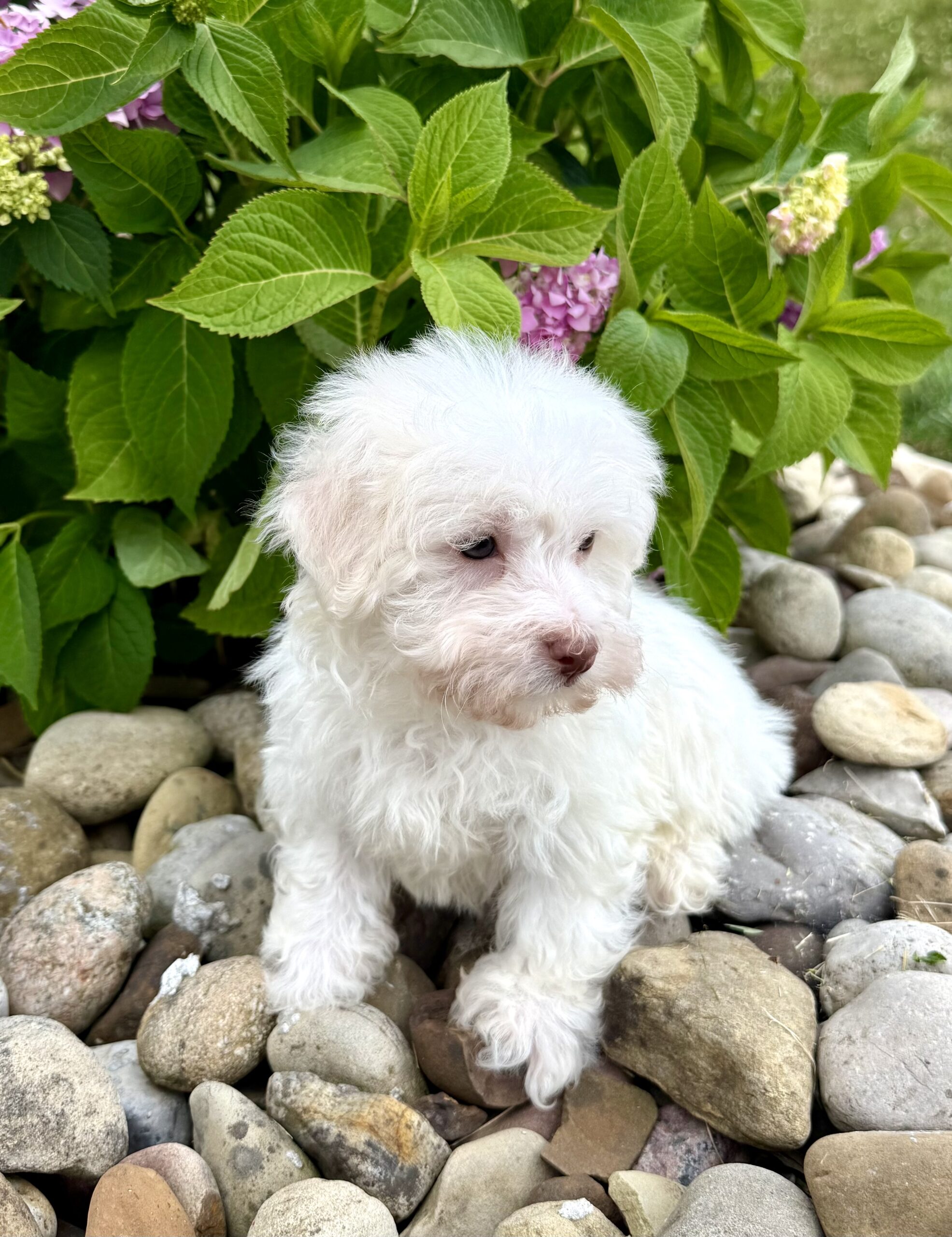 Oasis Puppies | FETA FETA - Image 4