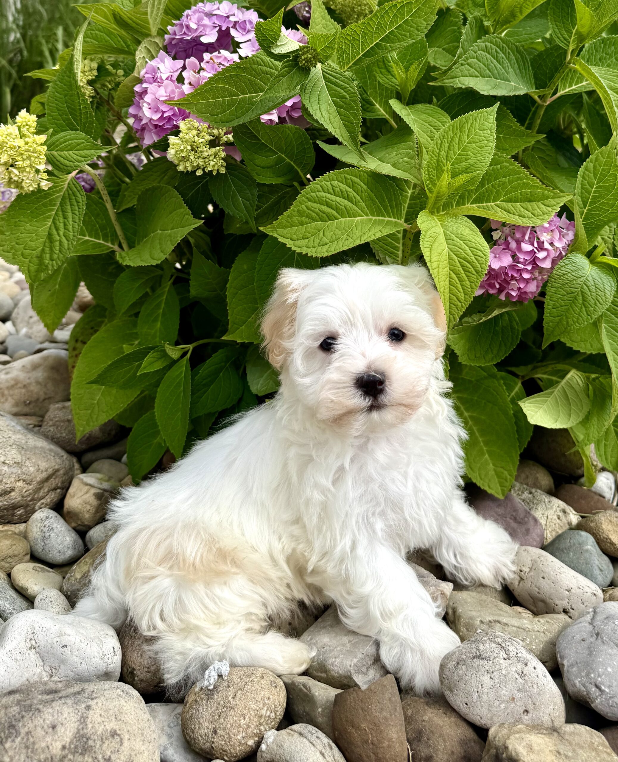 Oasis Puppies | FROYO FROYO - Image 2