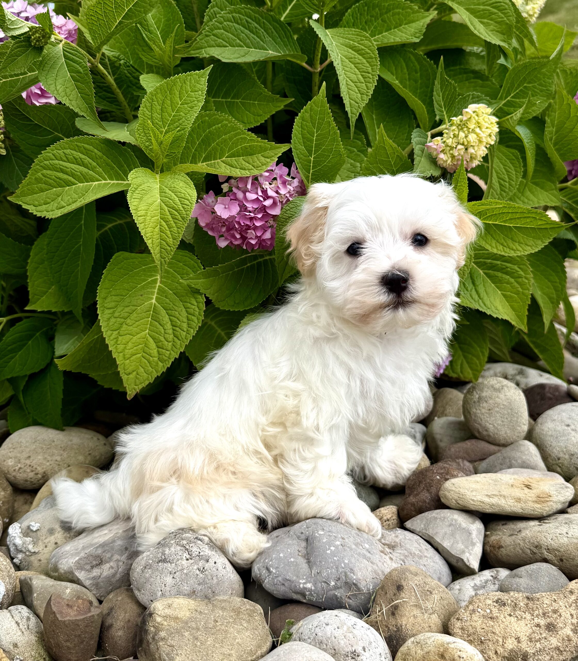 Oasis Puppies | FROYO FROYO - Image 3