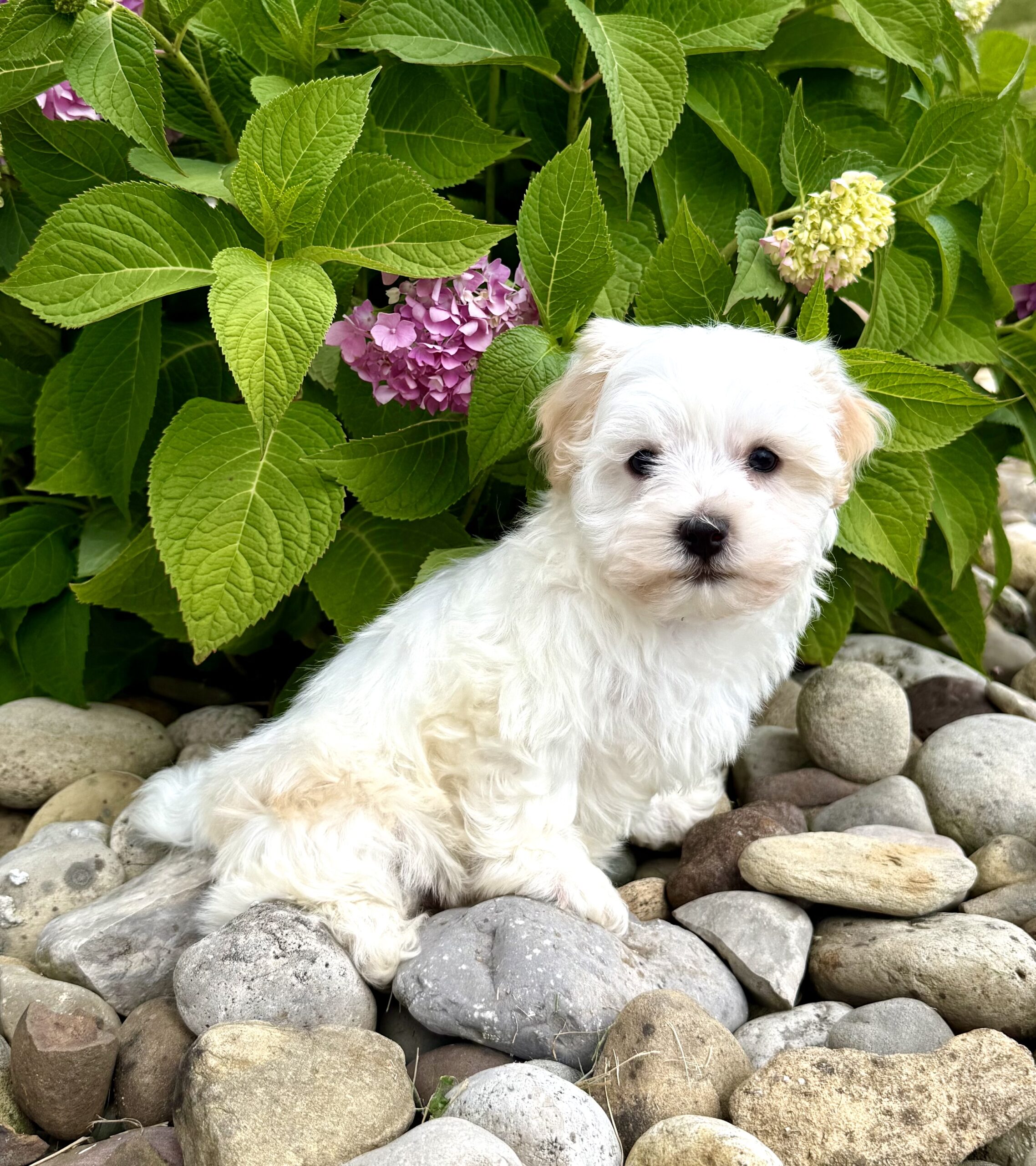 Oasis Puppies | FROYO FROYO - Image 4