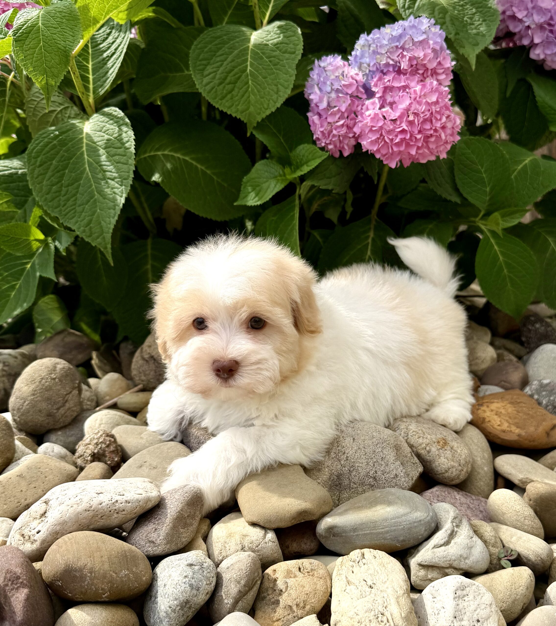 Oasis Puppies | FLAN FLAN - Image 2
