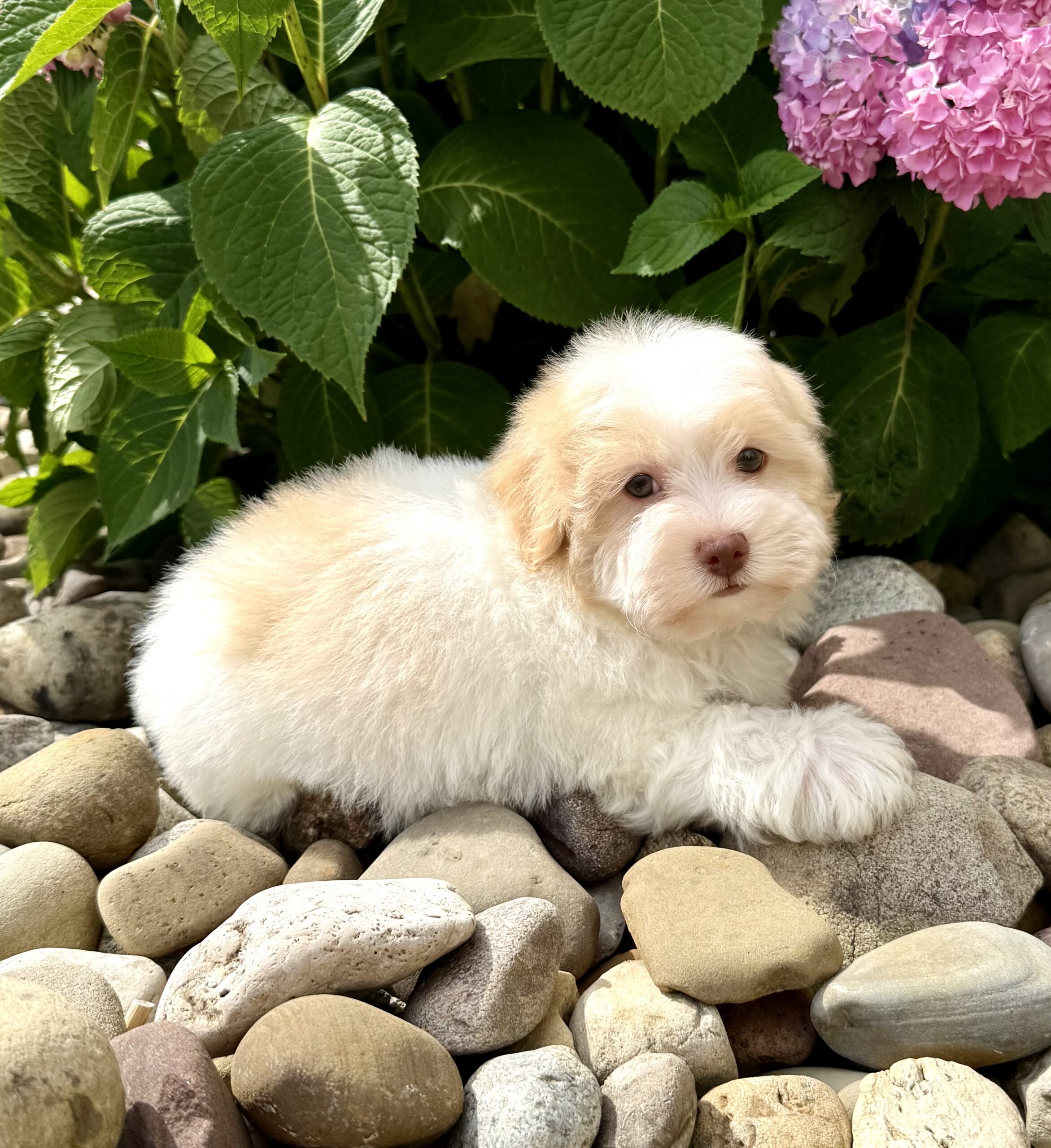 Oasis Puppies | FLAN FLAN - Image 3