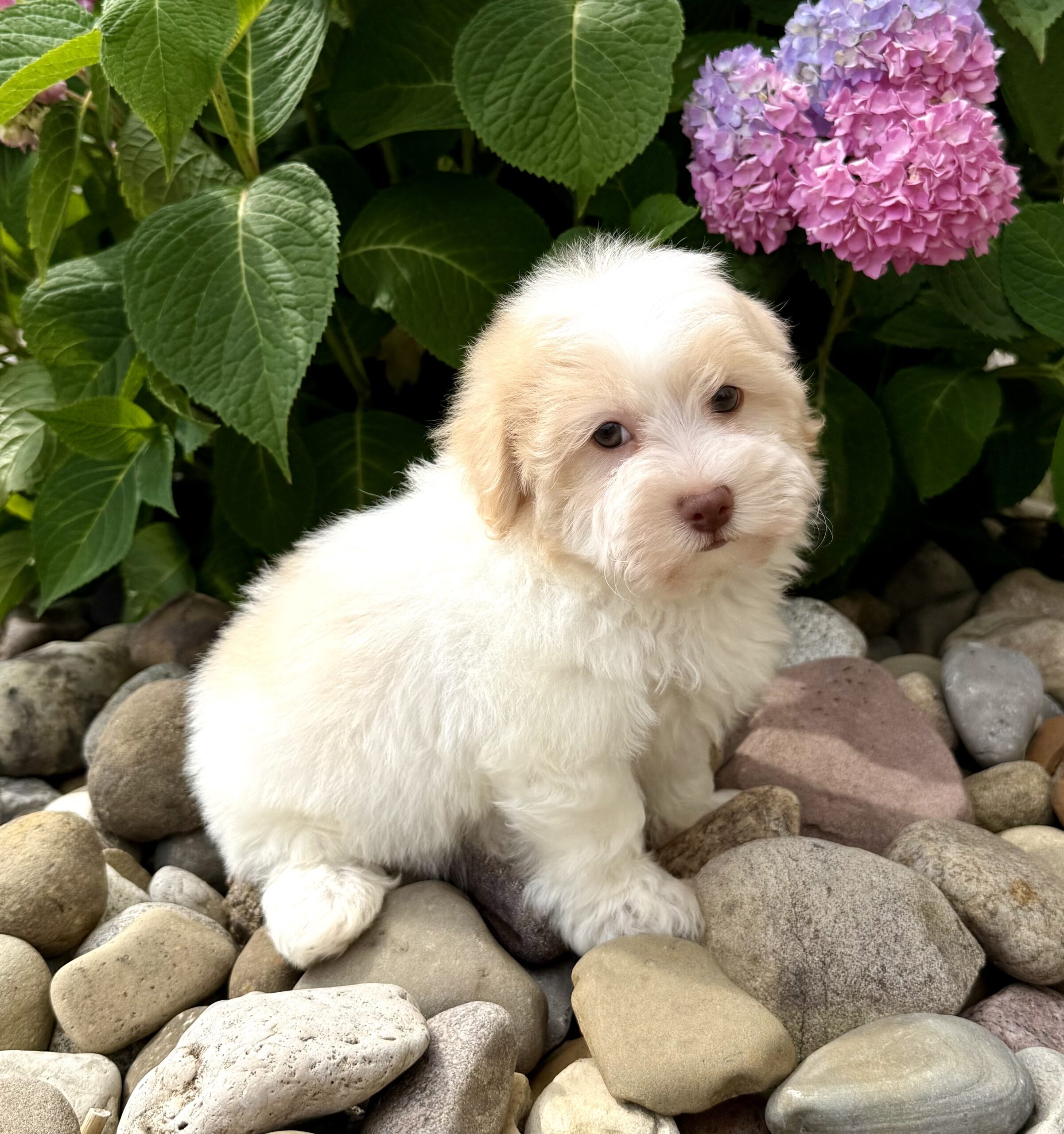 Oasis Puppies | FLAN FLAN - Image 4