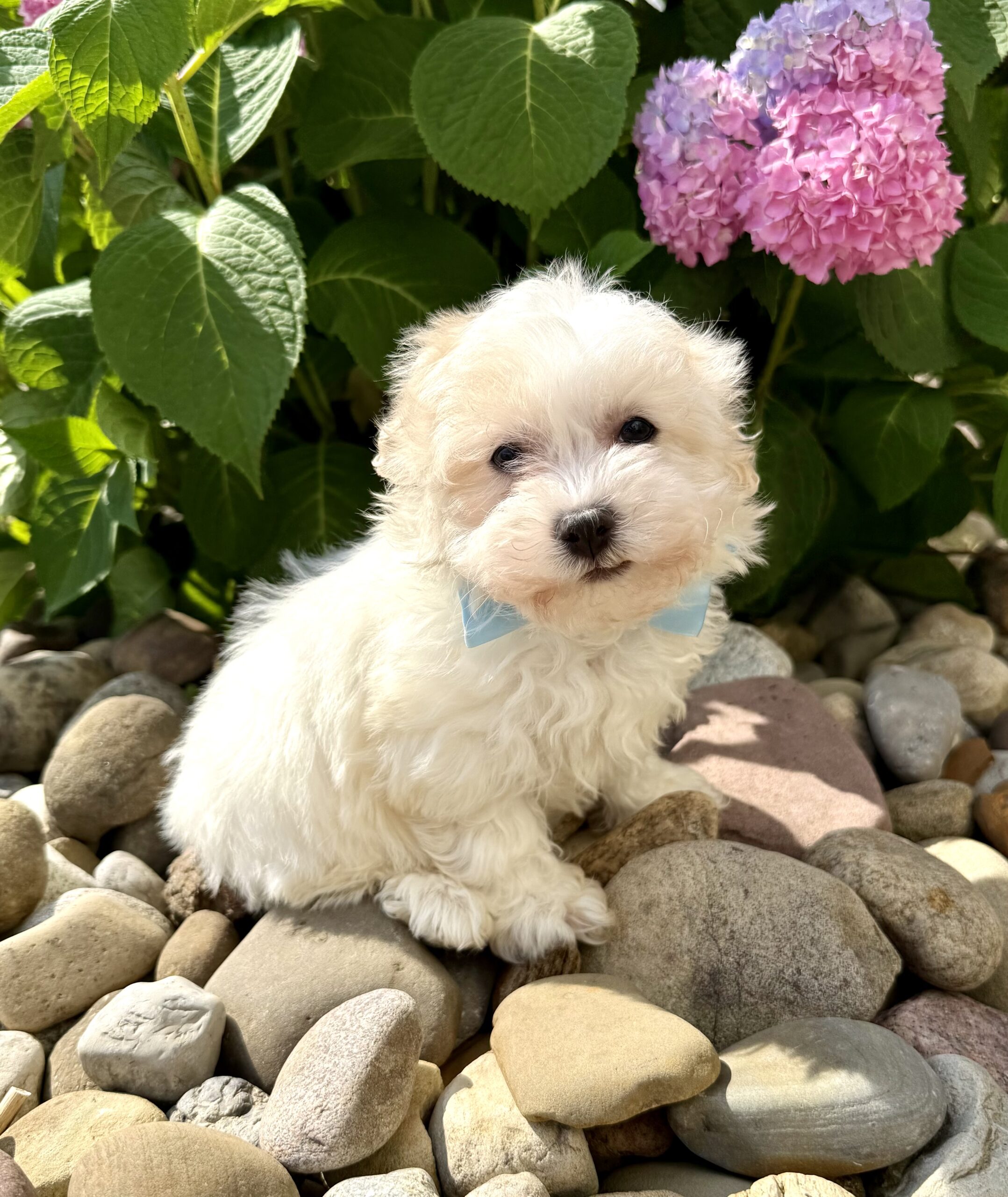 Oasis Puppies | FROSTING FROSTING - Image 2