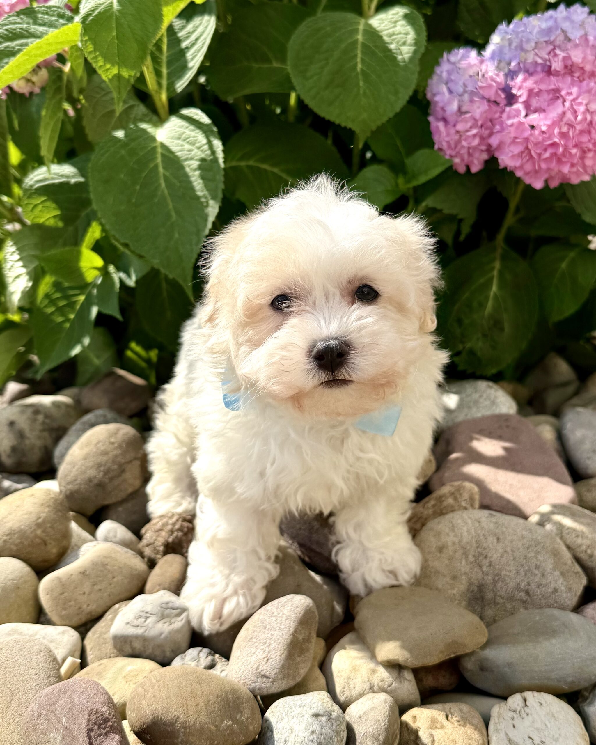 Oasis Puppies | FROSTING FROSTING - Image 3