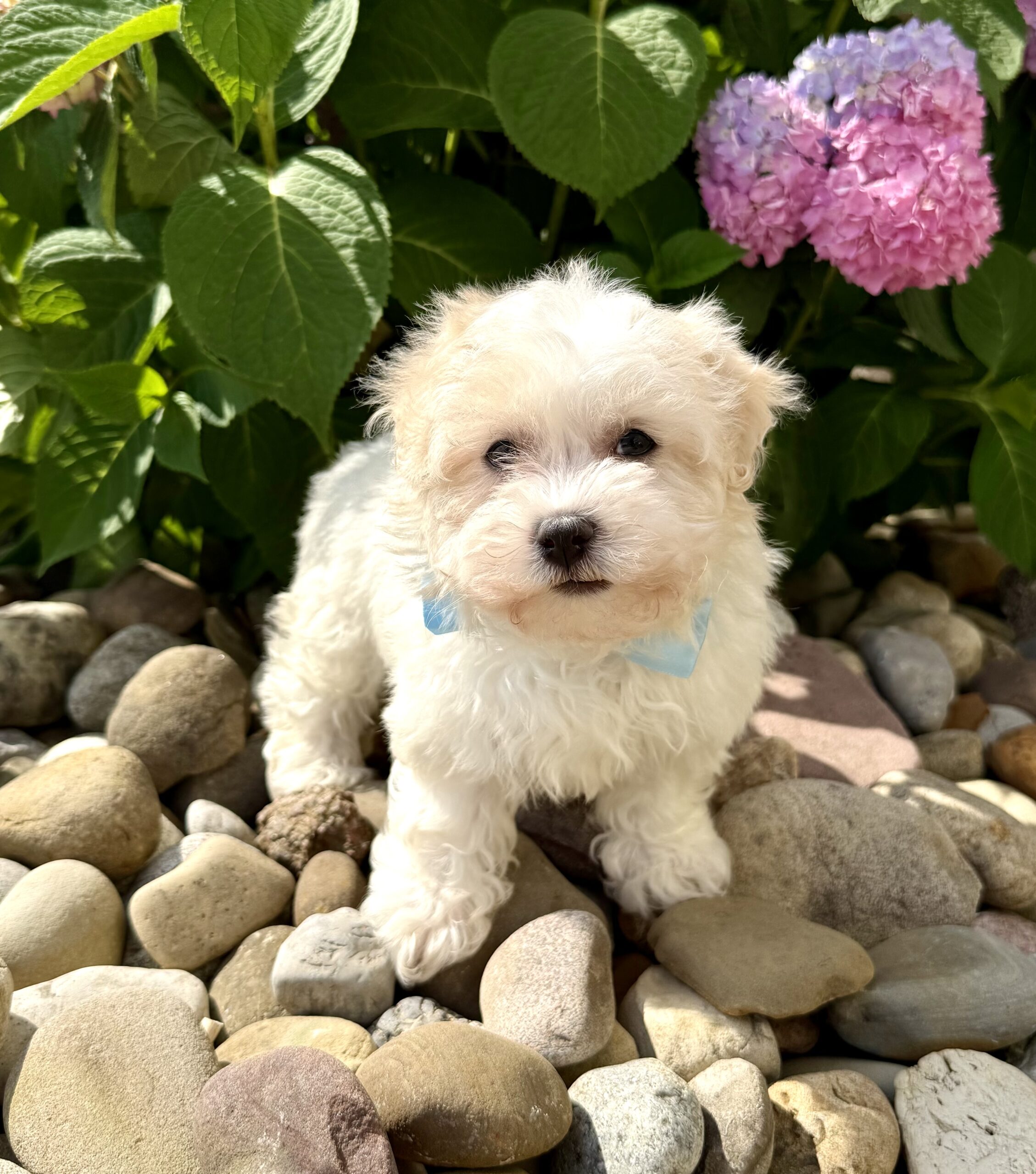 Oasis Puppies | FROSTING FROSTING - Image 4